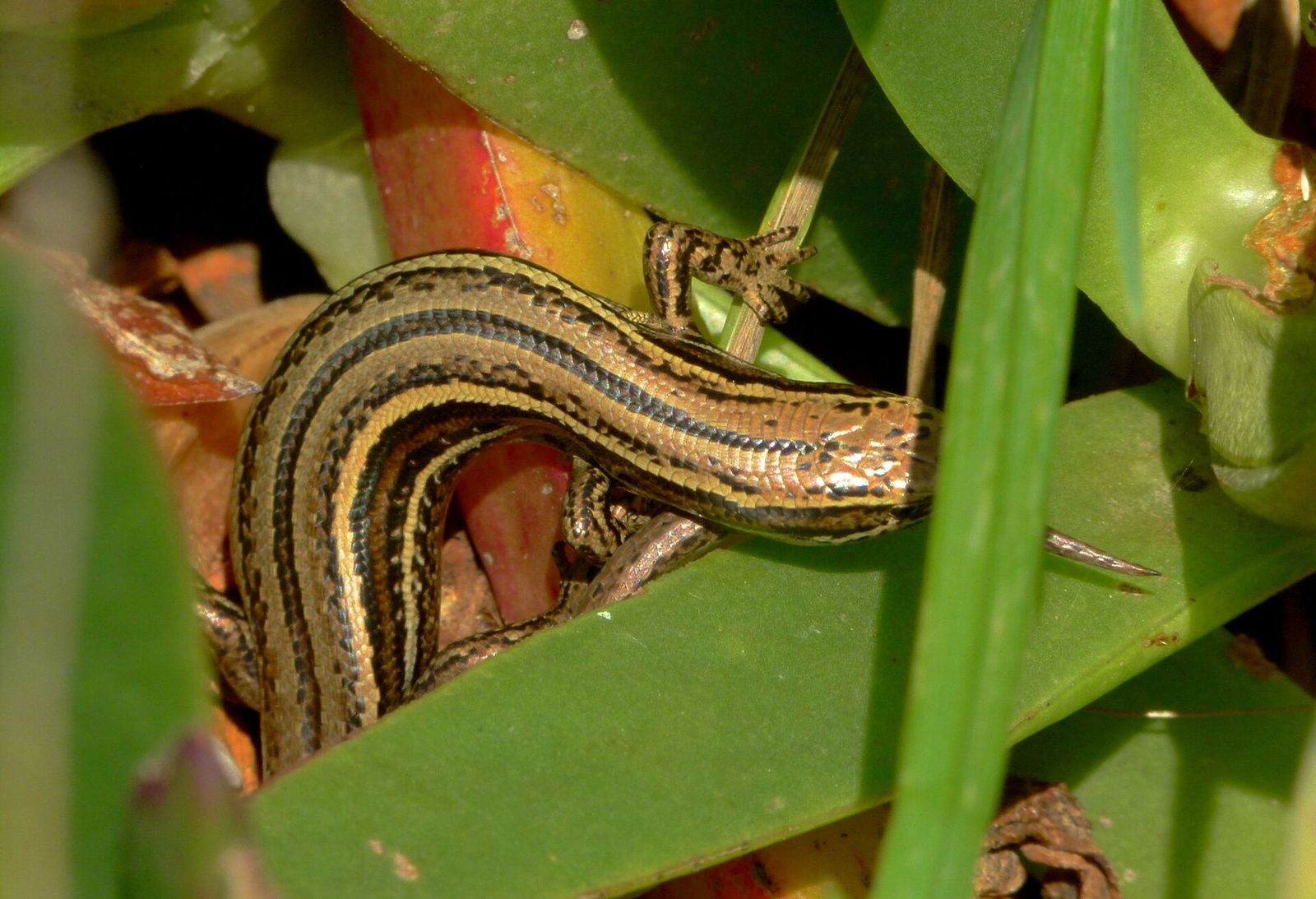 Cryptic Skink