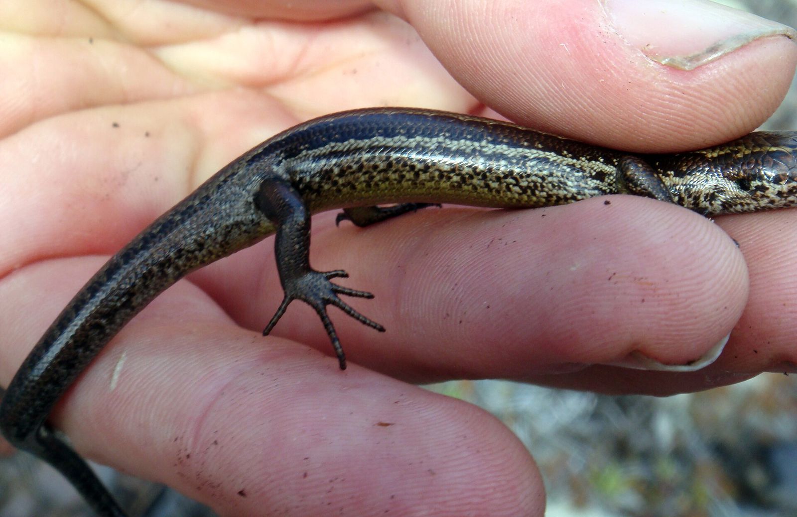 Speckled Skink