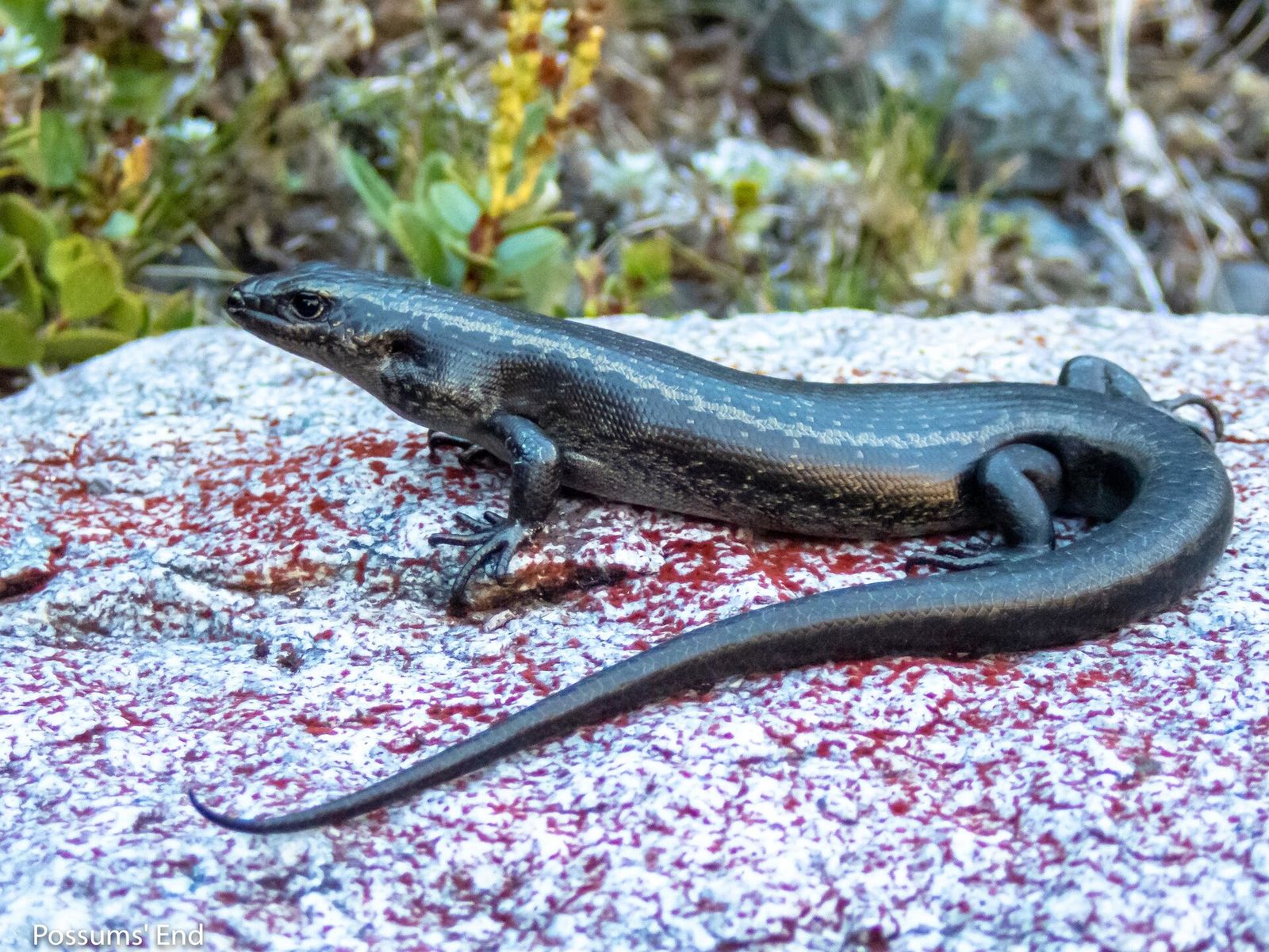 Barrier Skink