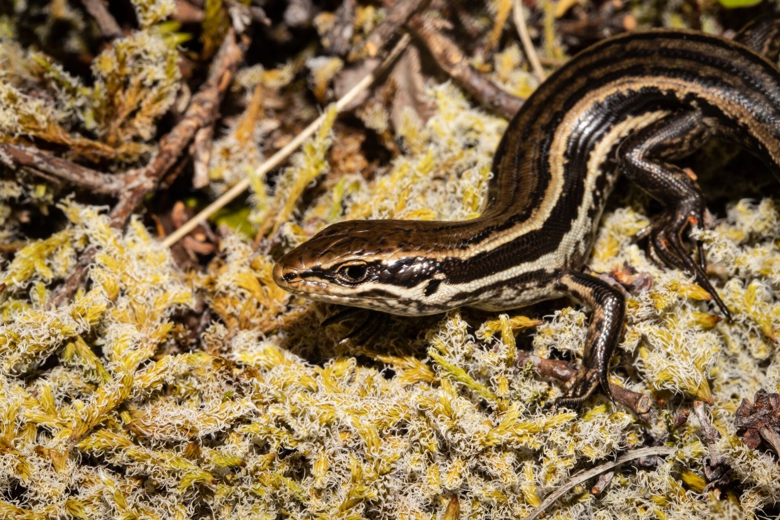 Kahurangi Skink