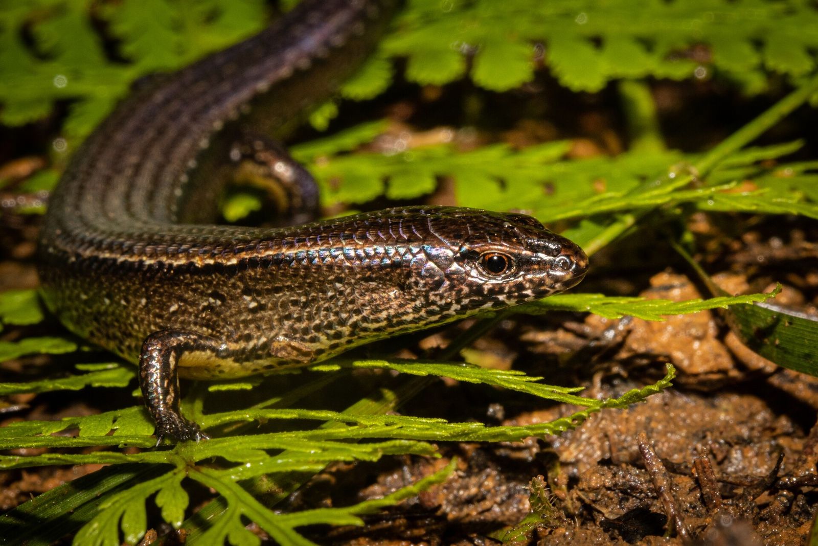 Slight Skink