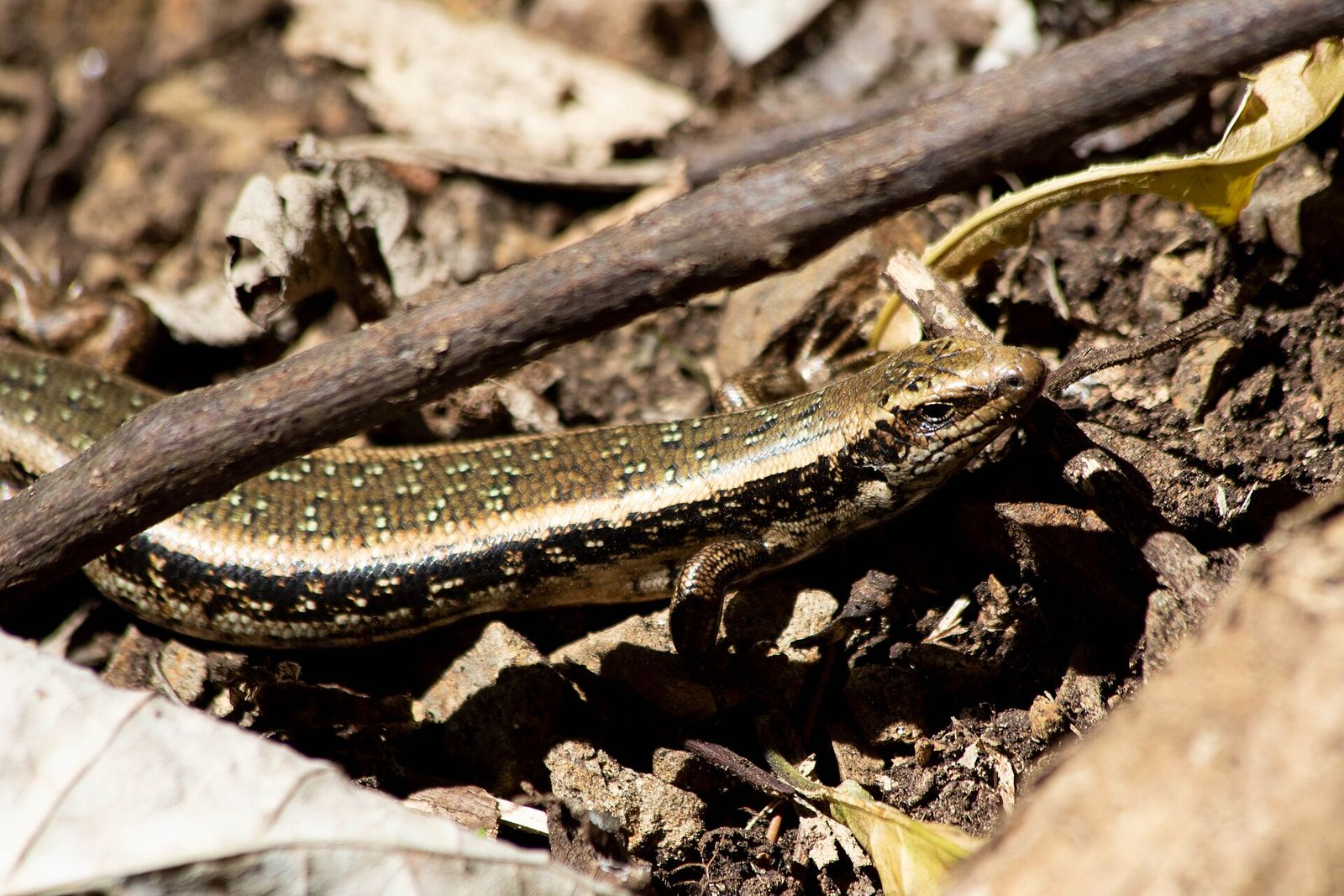 Canterbury Spotted Skink