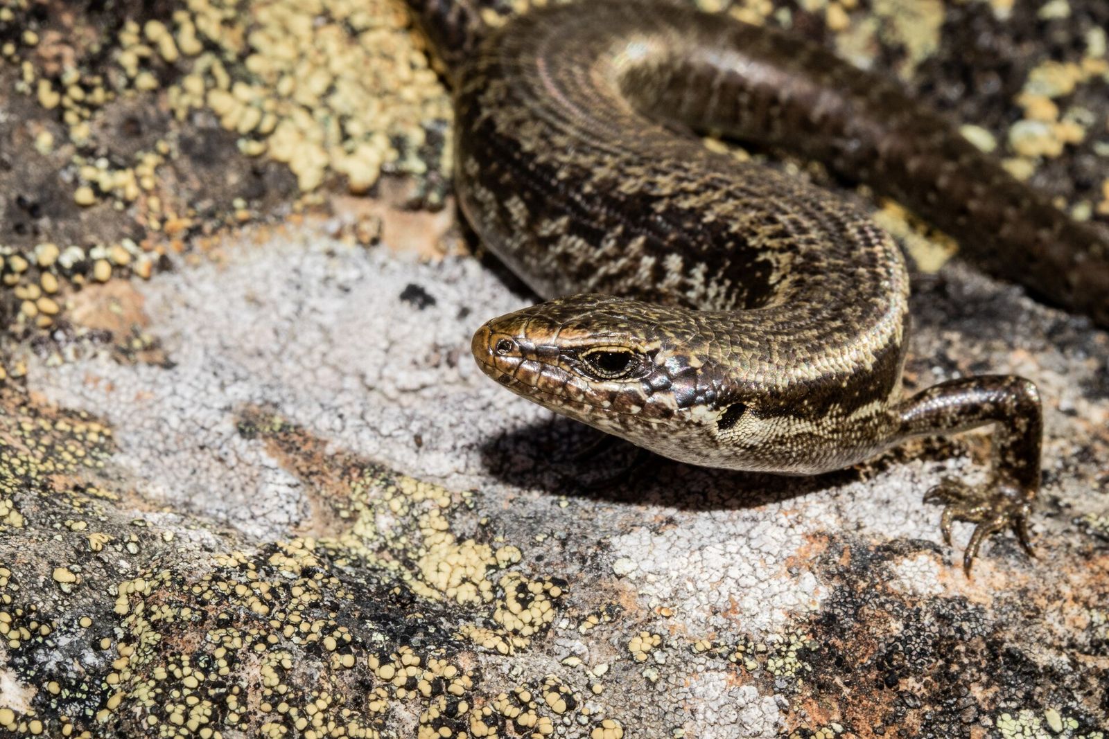 Long-toed Skink