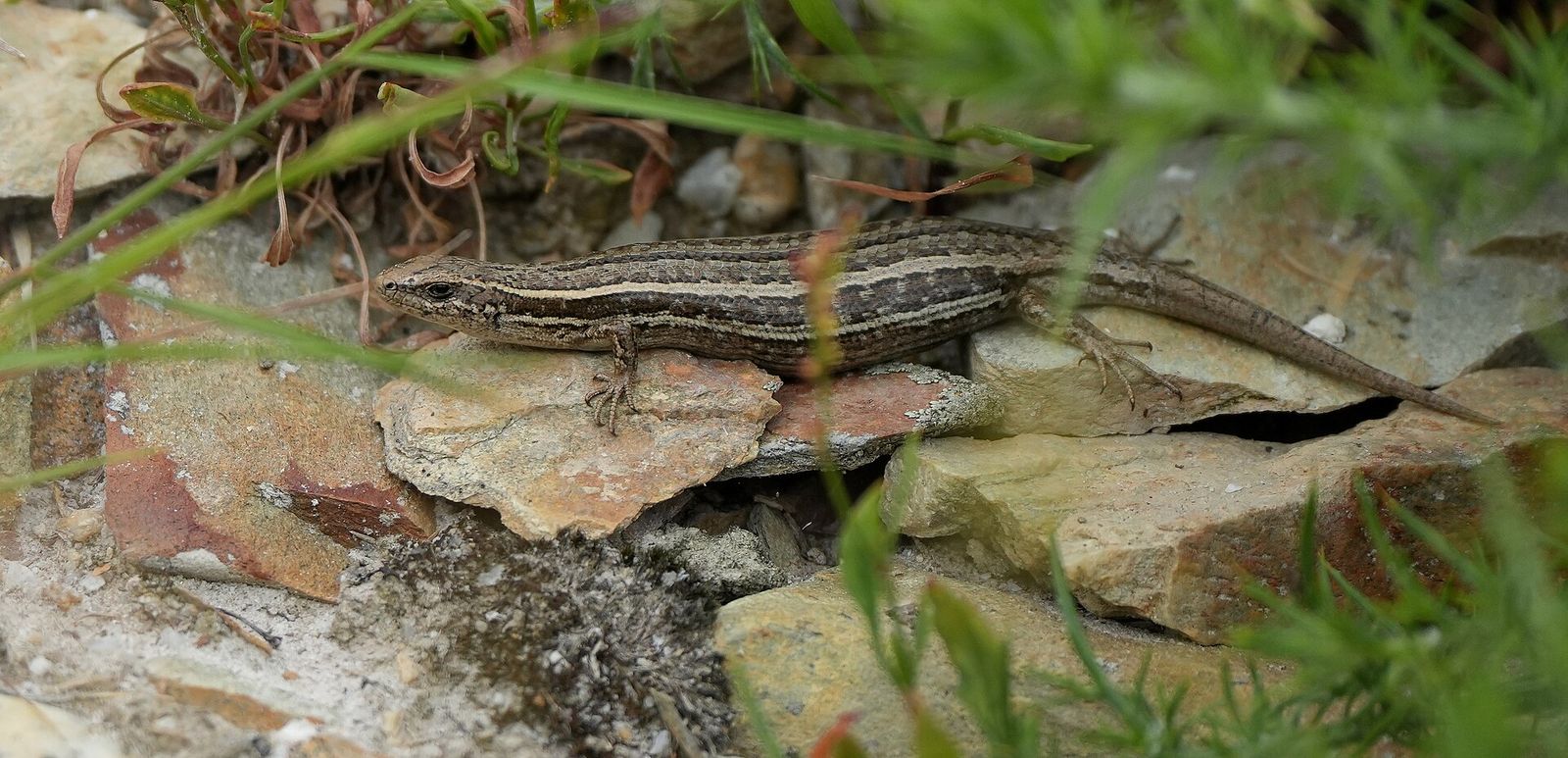 McCann's Skink