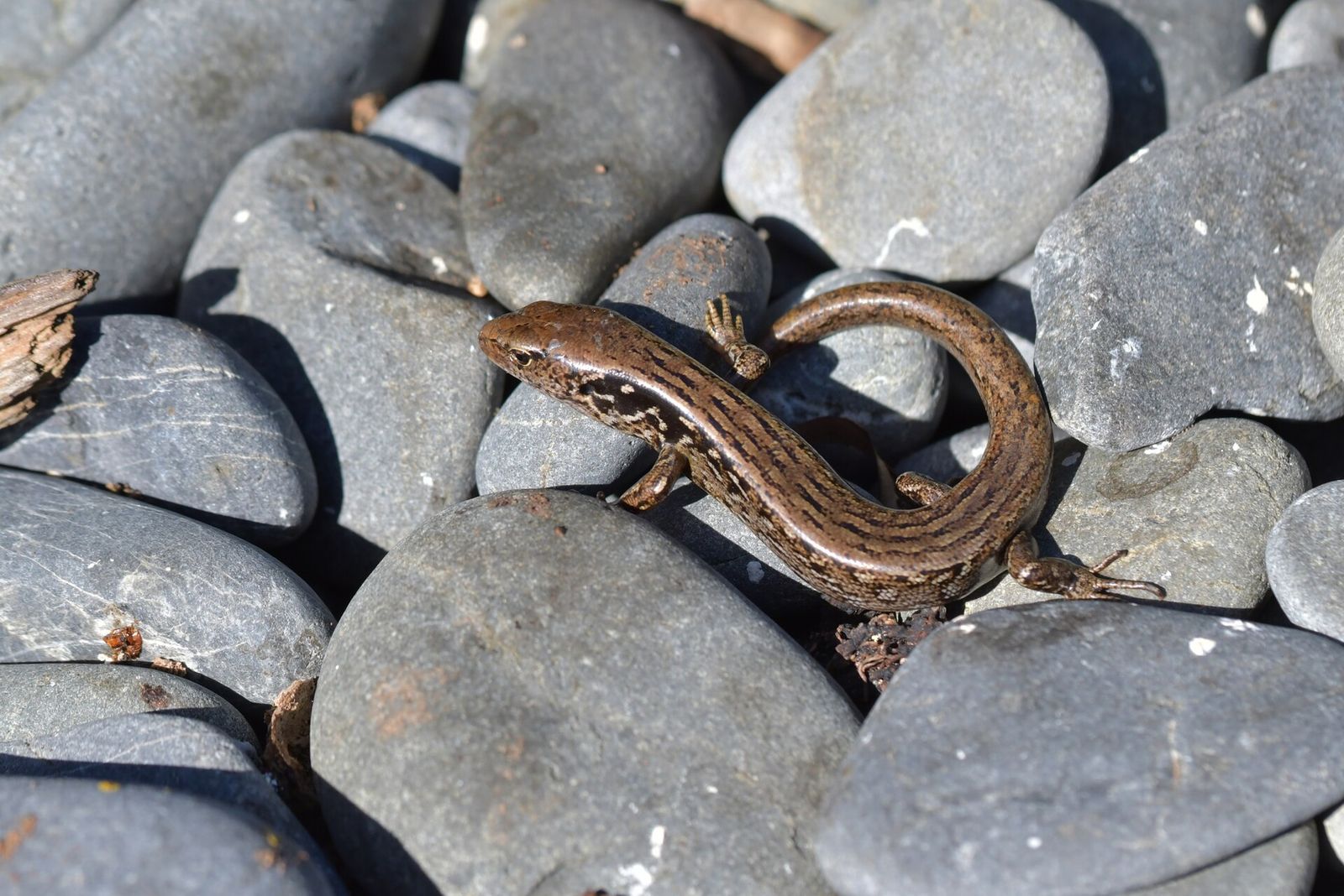 McGregor's Skink
