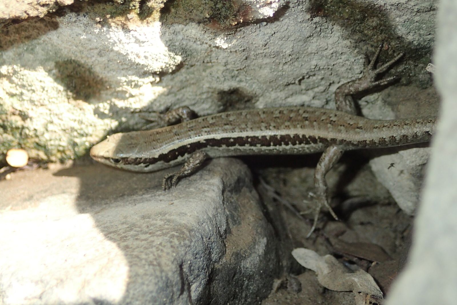 Small-scaled Skink