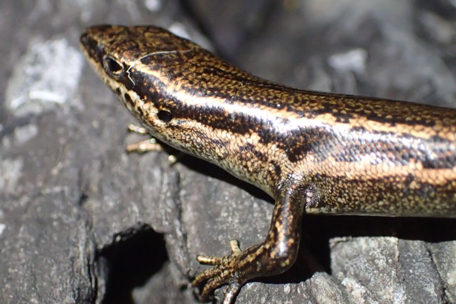 Moko Skink
