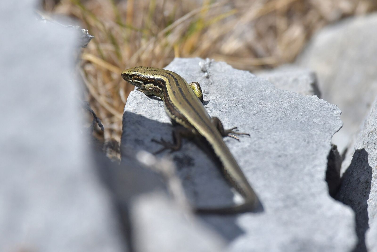 Newman's Speckled Skink