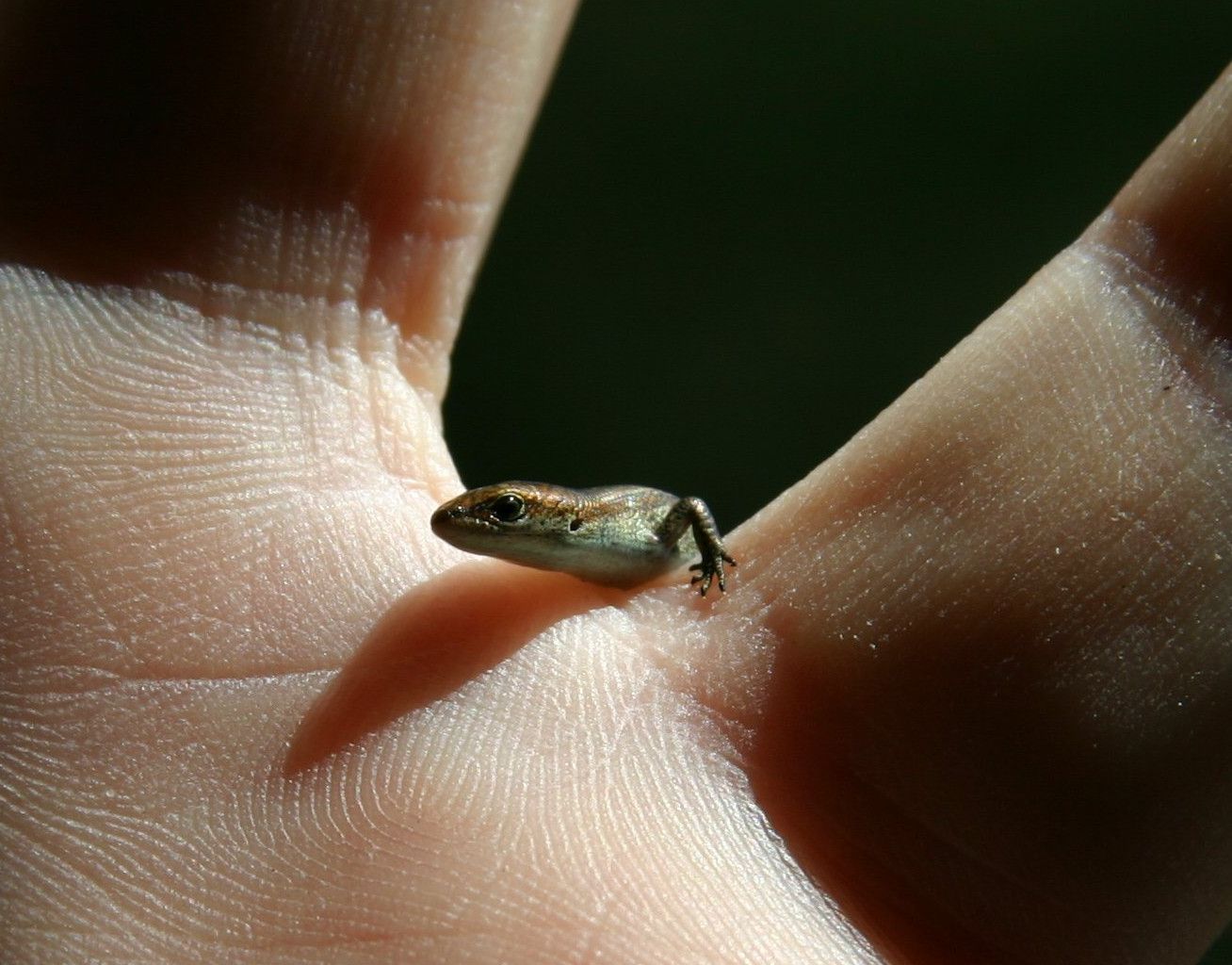 Chathams Skink