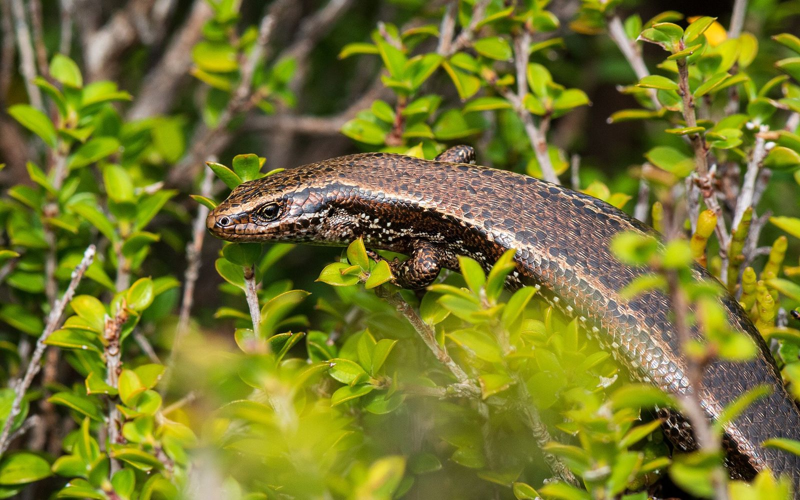 Southern Skink