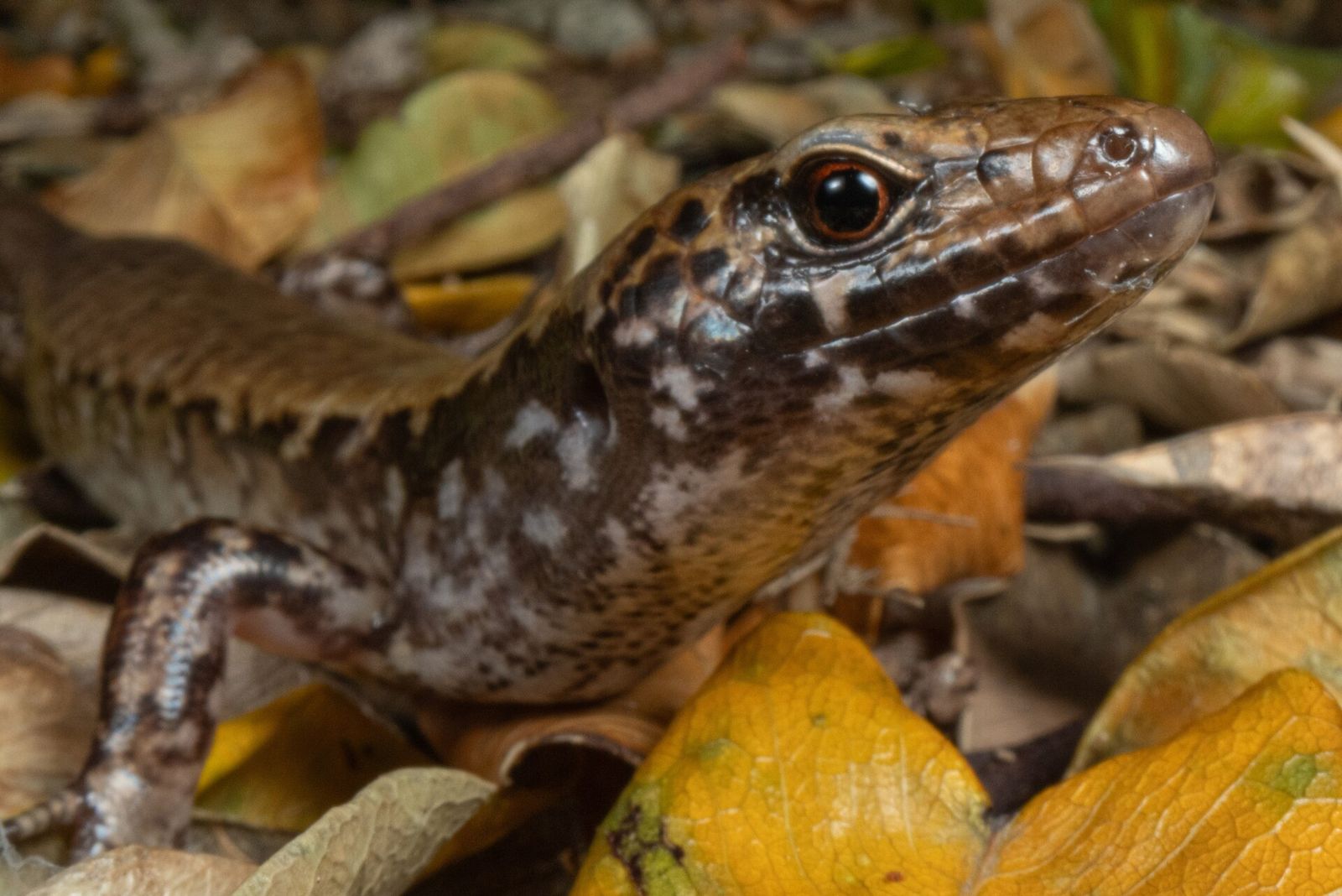 Marbled Skink