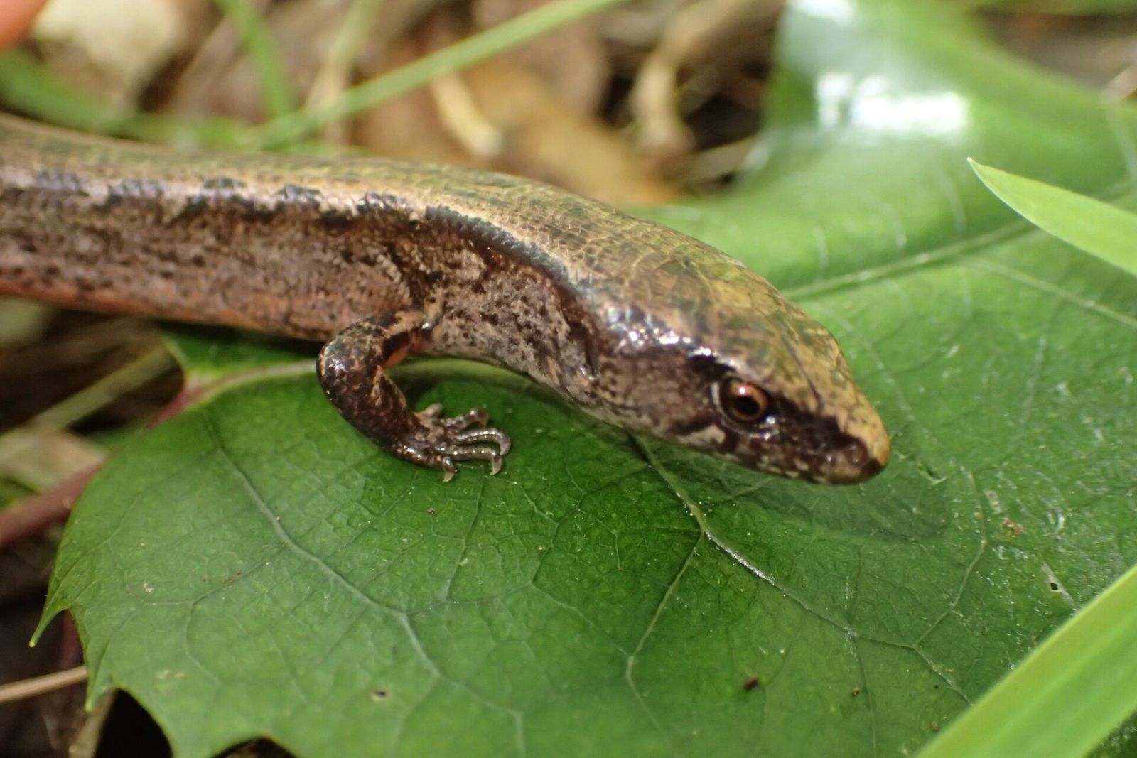 Ornate Skink