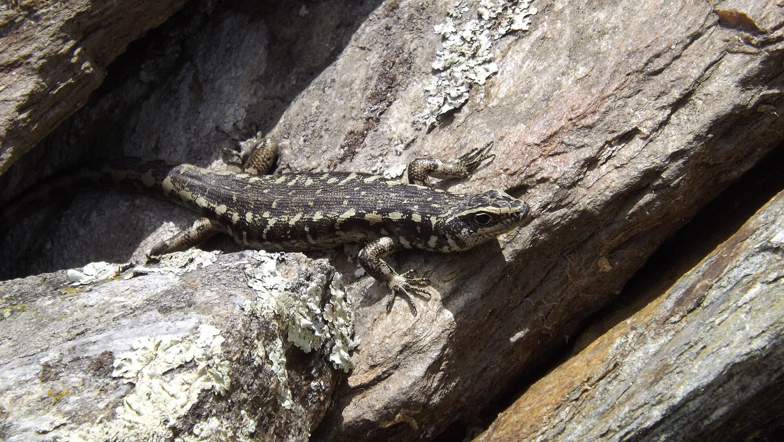 Otago Skink