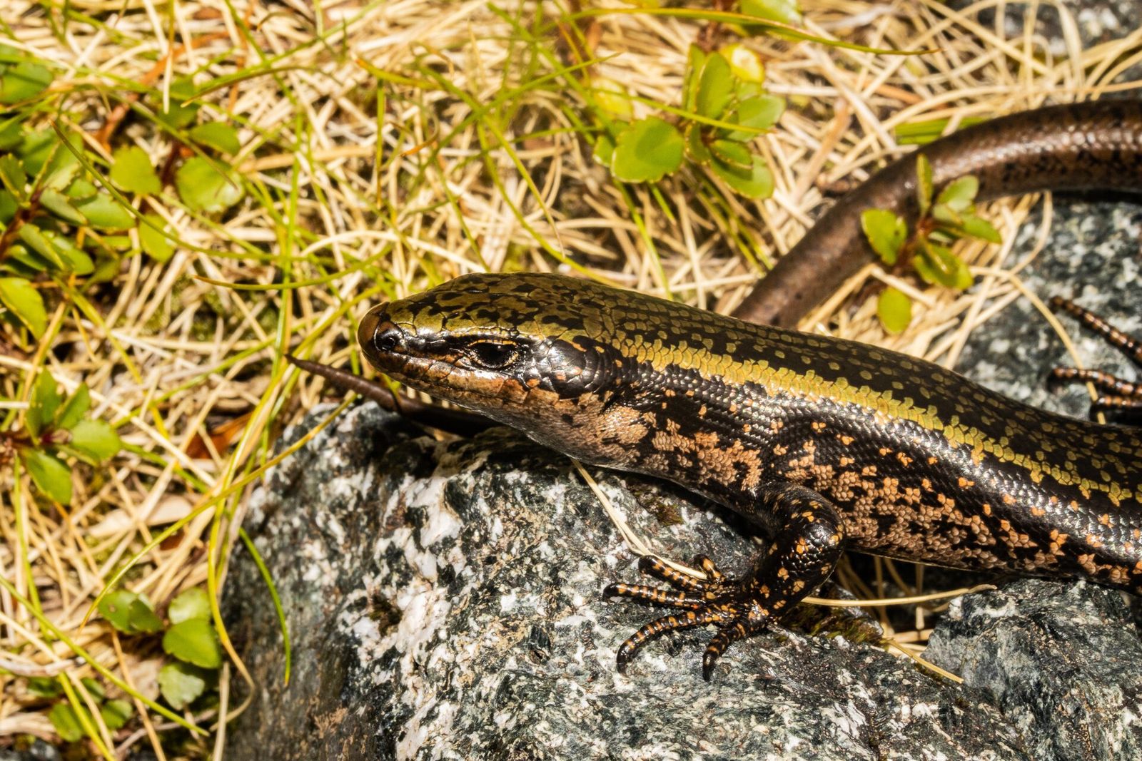 Sinbad Skink