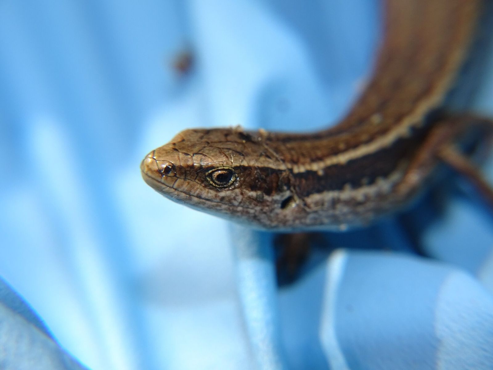 Northern Grass Skink