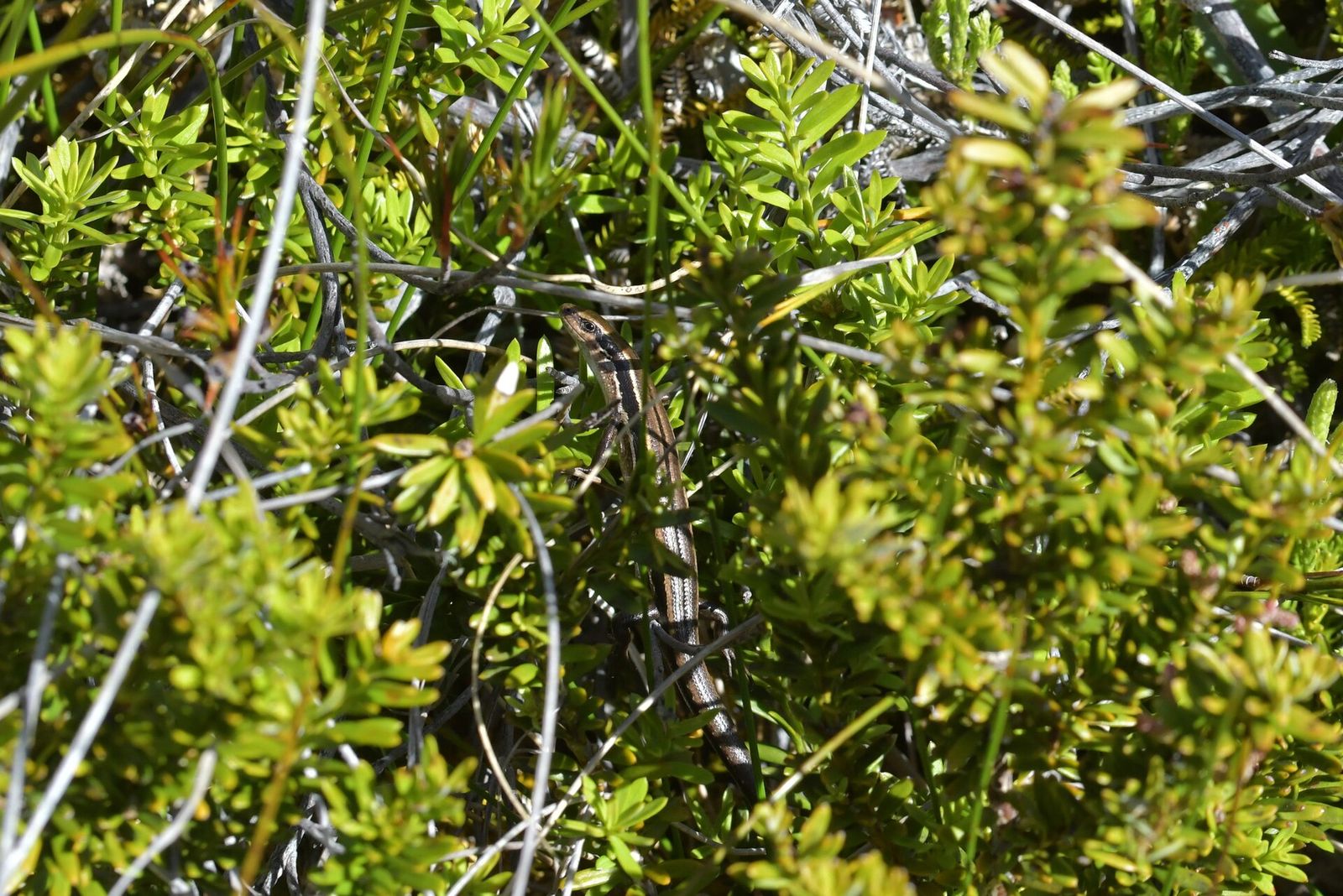 Eyres Skink