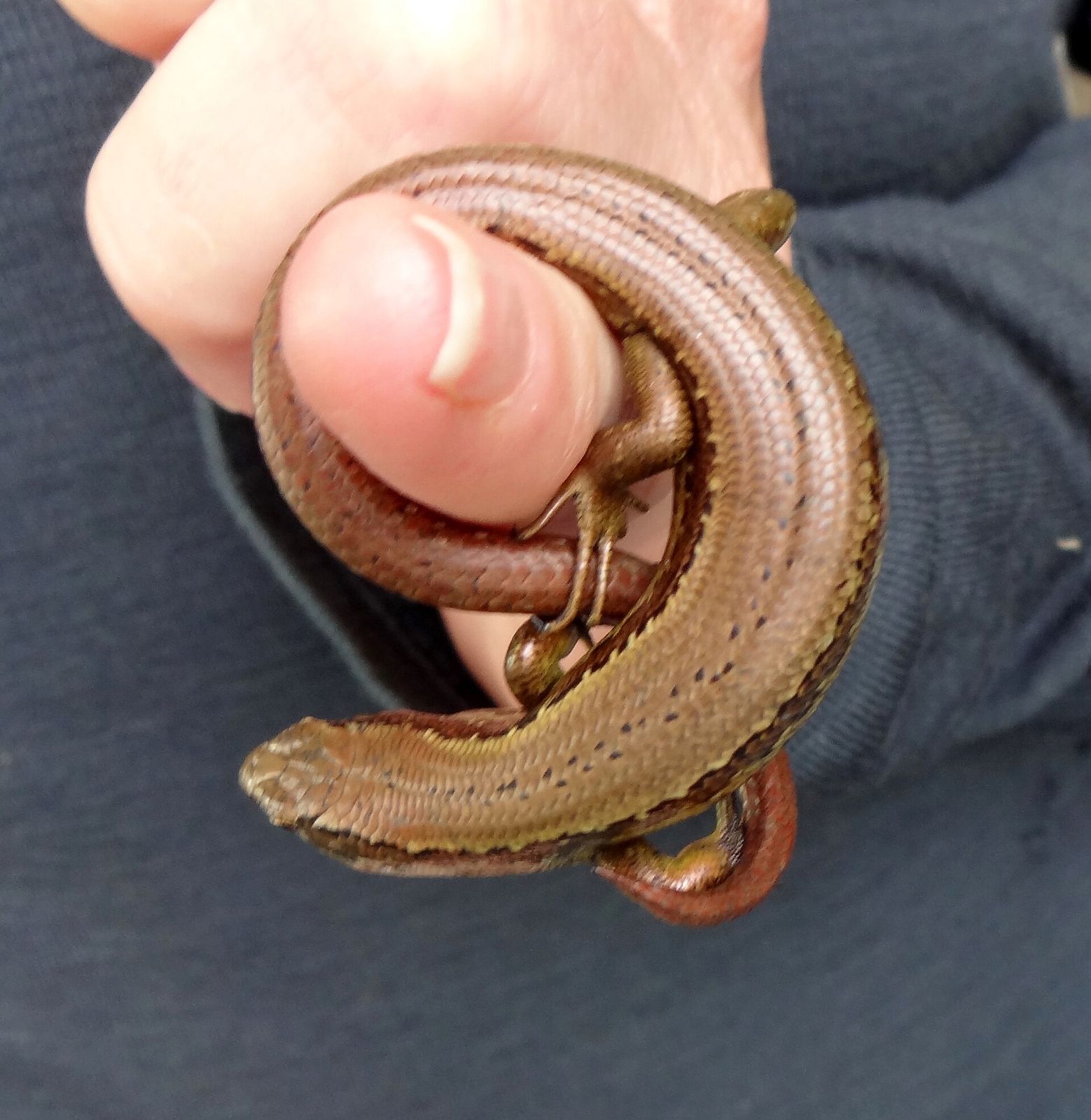 Kapitia Skink
