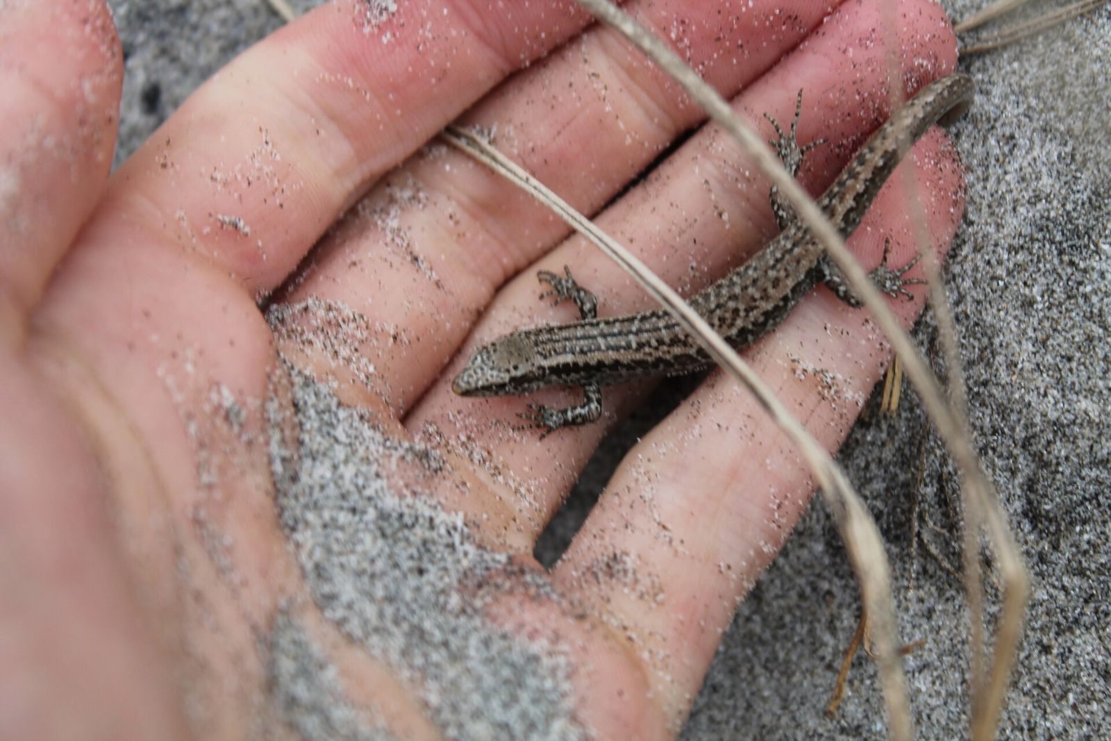 Shore Skink