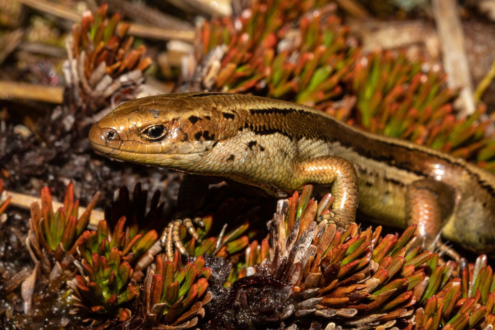 Small-eared Skink