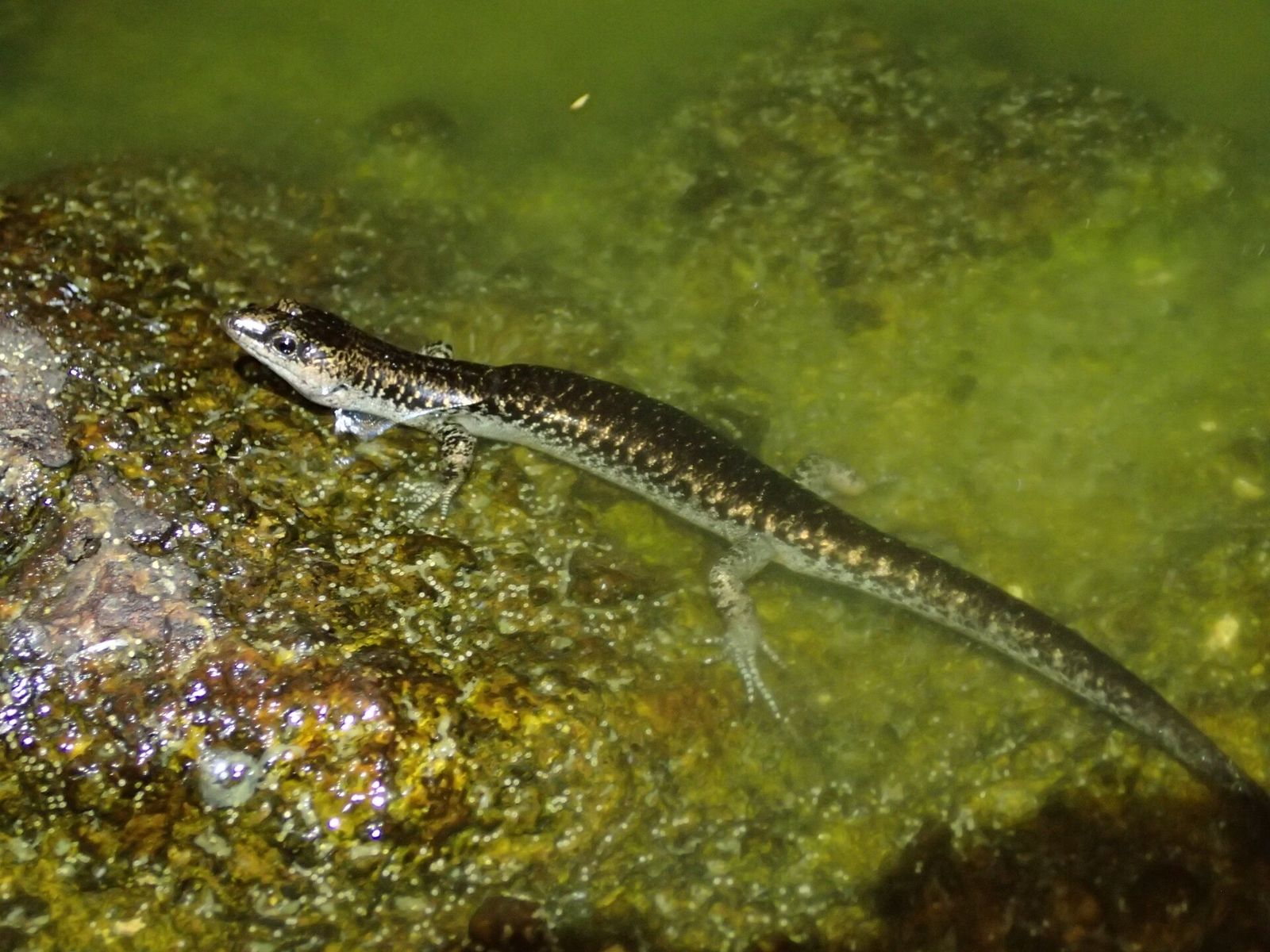Egg-laying Skink