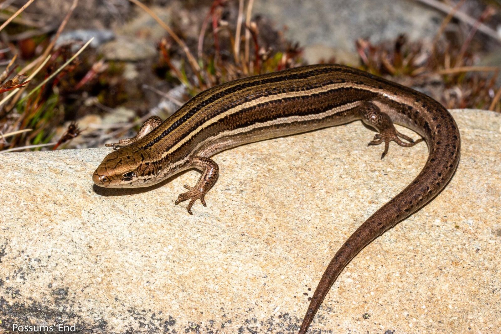 Nevis Skink