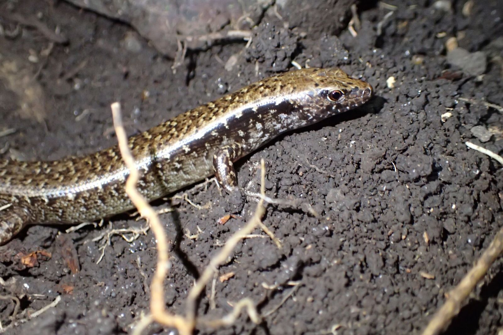 Hauraki Skink