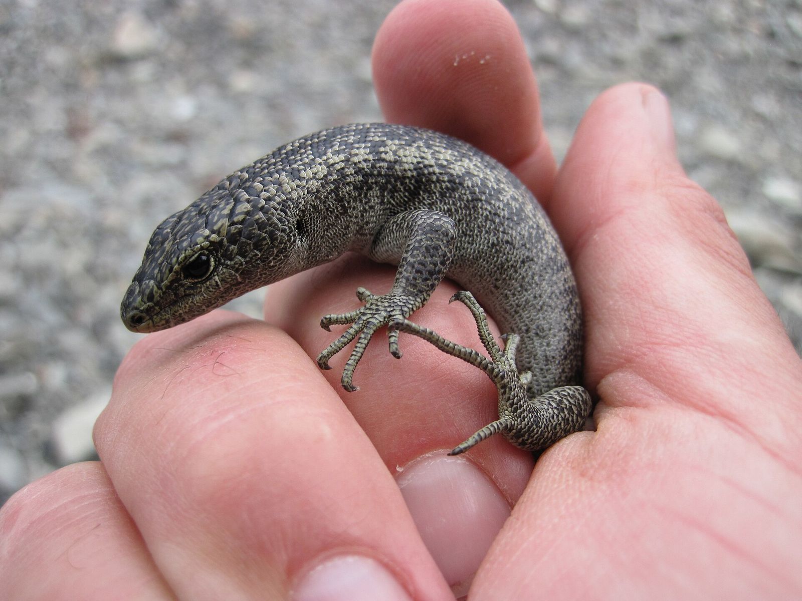 Scree Skink