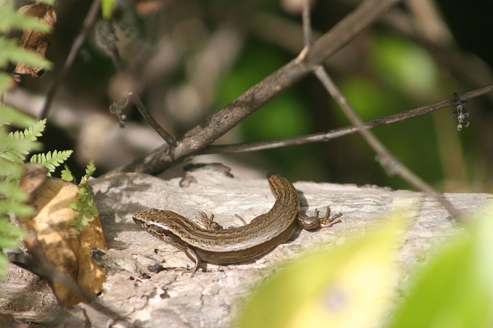 Glossy Brown Skink