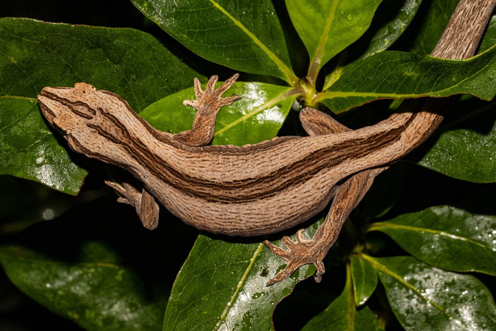 Northern Striped Gecko