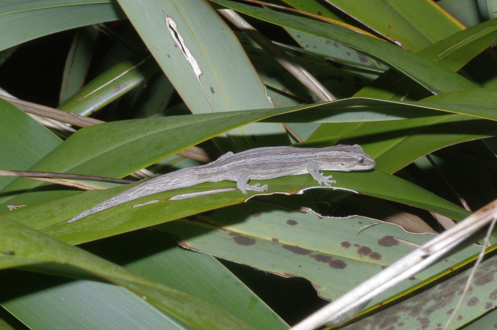 Southern Striped Gecko