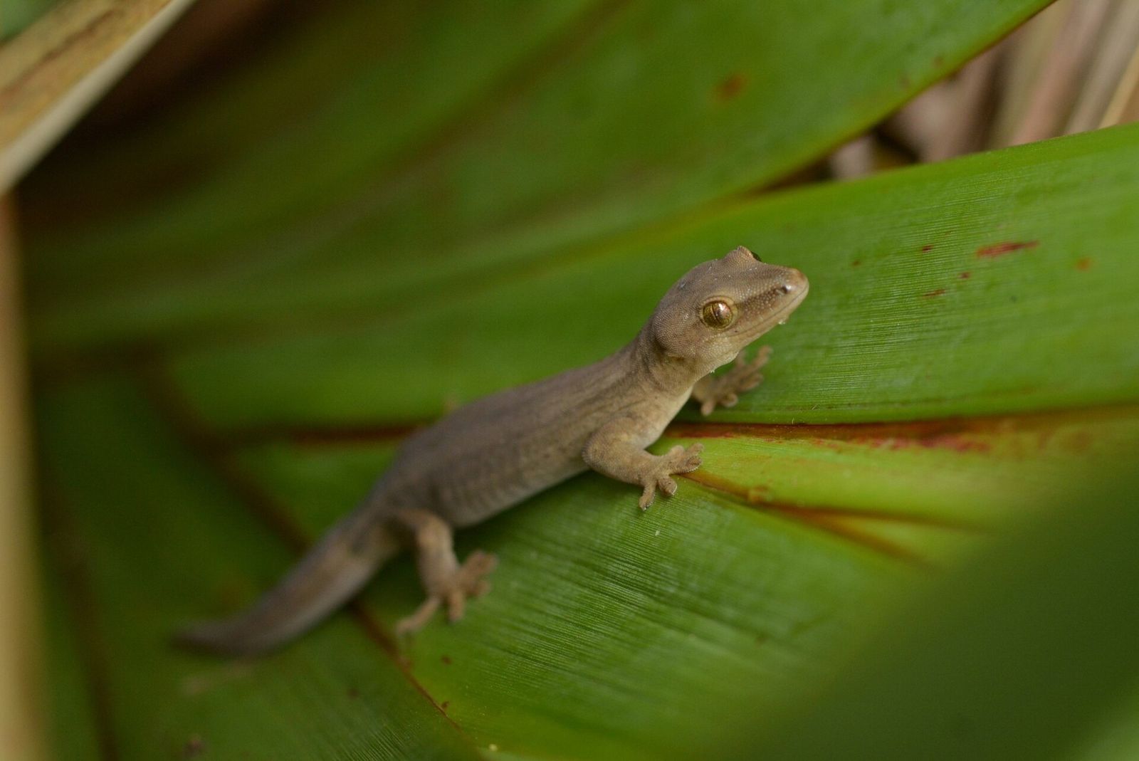 Goldstripe Gecko